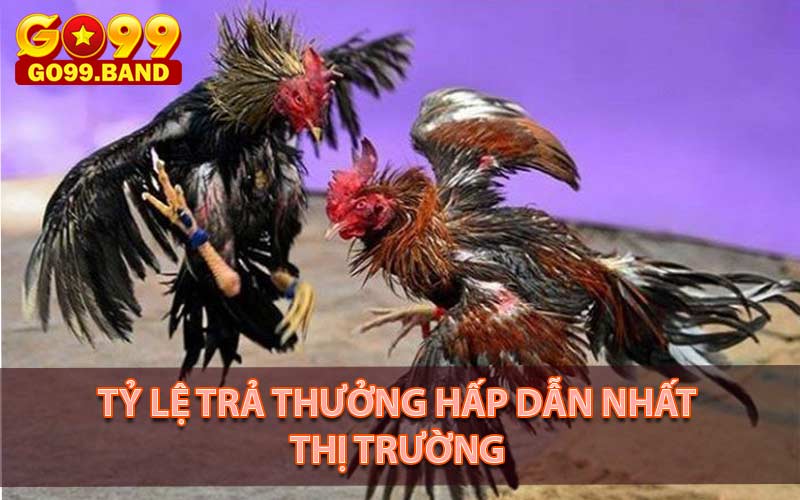 Đá gà go99 trả thưởng hấp dẫn nhất thị trường