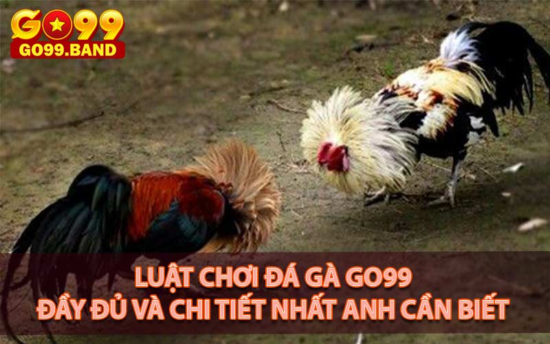 Luật chơi đá gà đơn giản tại Go99